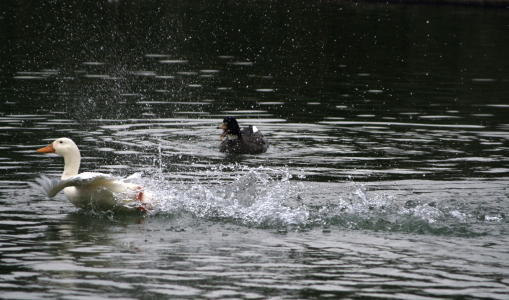 Avifauna humor